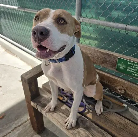 Nellie - Pit Bull Terrier