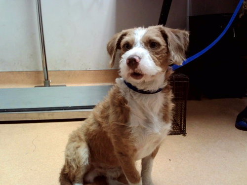 NICO, a dog for adoption from Contra Costa Animal Services