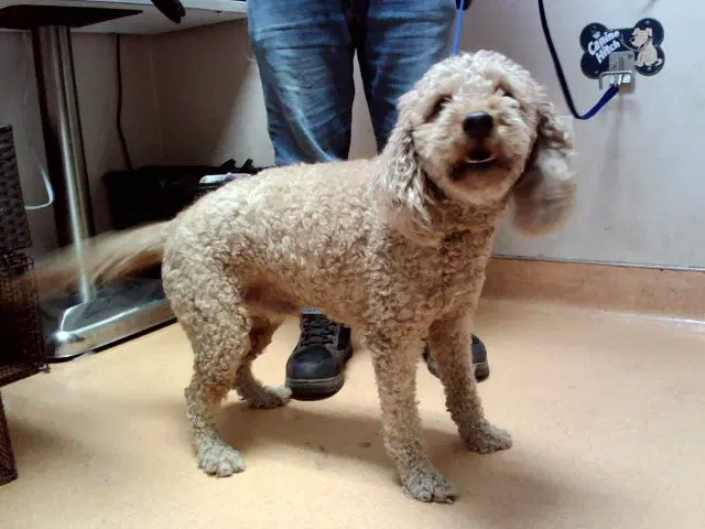 Arlo image 1