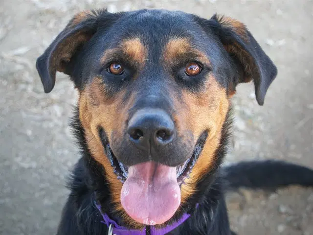 Koi - German Shepherd Dog
