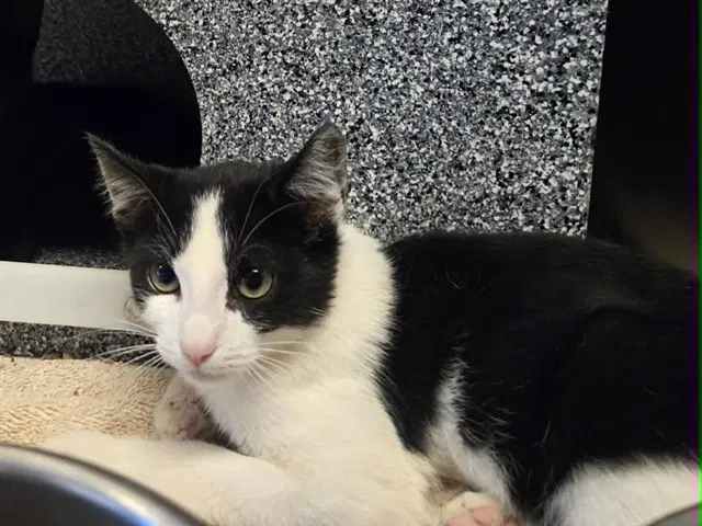 Gary - Domestic Short Hair