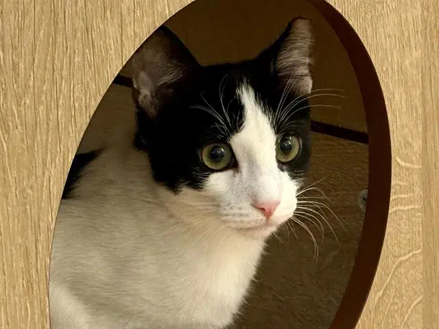 Gary - Domestic Short Hair