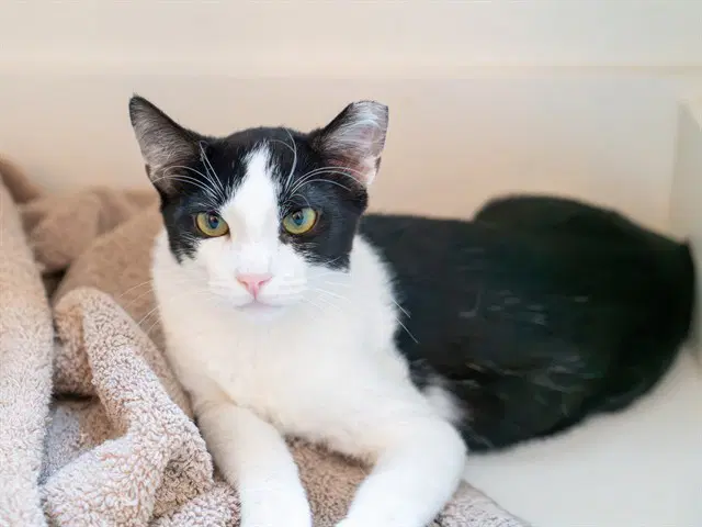 Gary - Domestic Short Hair