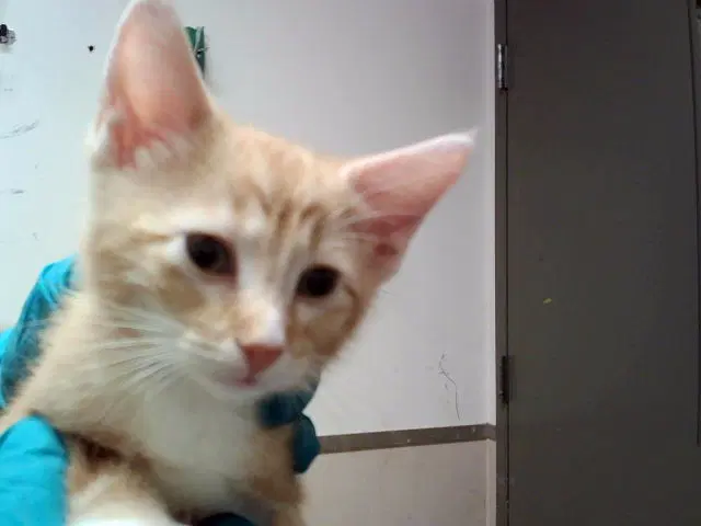 Lurch - Domestic Short Hair