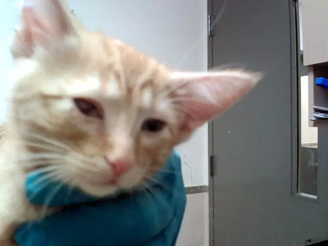 Gomez - Domestic Short Hair