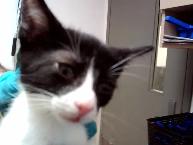 Wednesday - Domestic Short Hair
