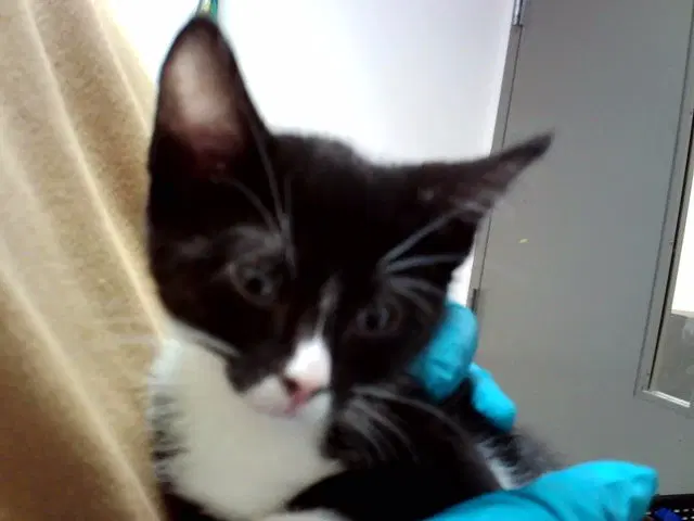 Morticia - Domestic Short Hair