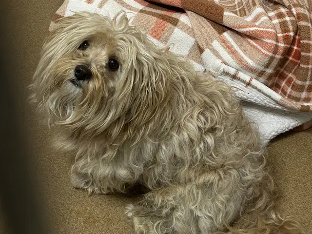 Percy - Poodle (Miniature)