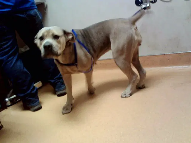 Queenie - Pit Bull Terrier
