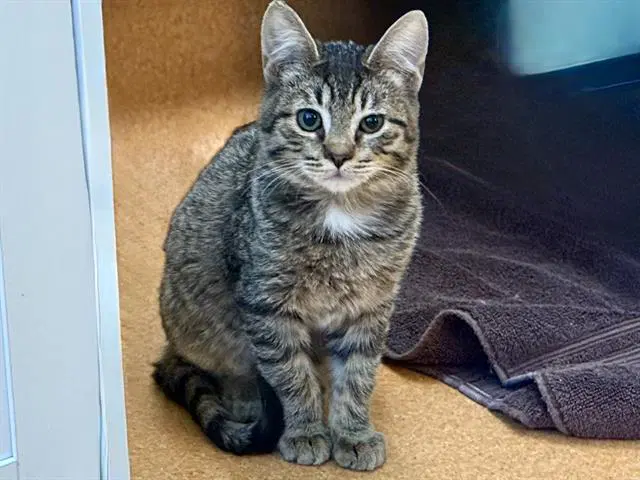 Muskrat - Domestic Short Hair