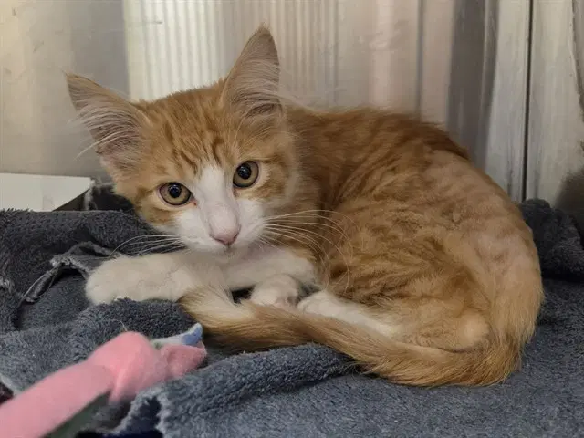 Meowzer - Domestic Medium Hair