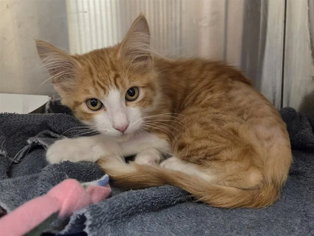 Meowzer
