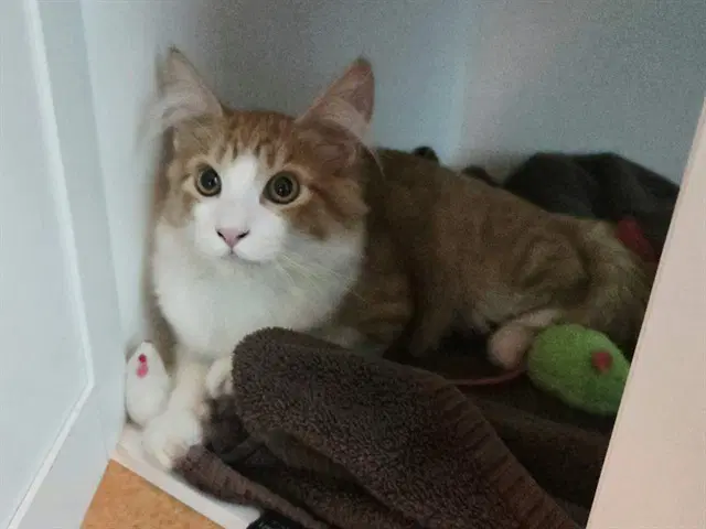 Meowzer - Domestic Medium Hair