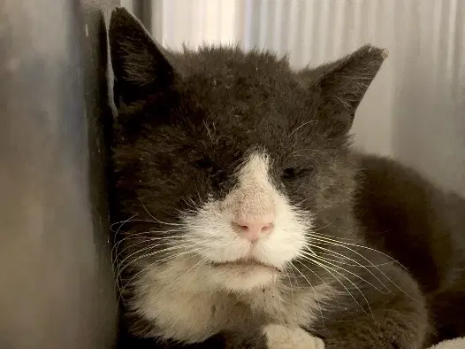 Joel - Domestic Short Hair