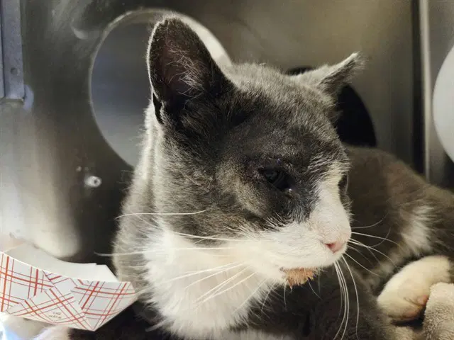 Joel - Domestic Short Hair
