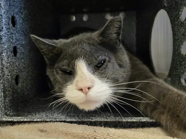 Joel - Domestic Short Hair