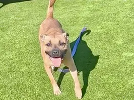 Baby Girl - Pit Bull Terrier