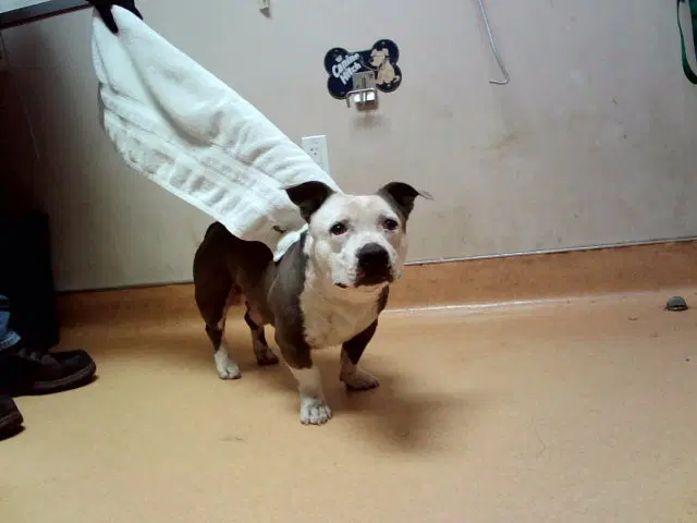 Thomas - Pit Bull Terrier