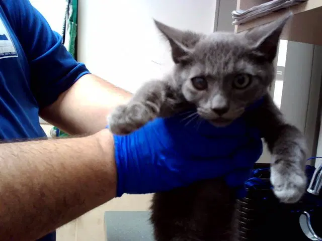 Kitten - Domestic Short Hair