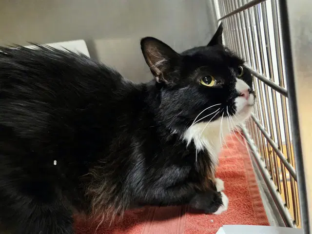 Bronson - Domestic Long Hair
