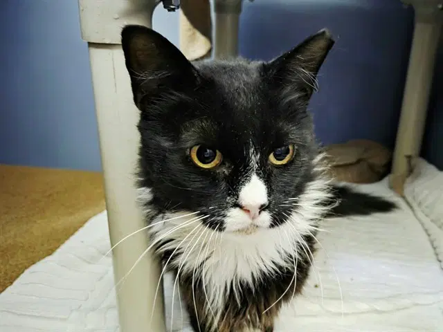 Bronson - Domestic Long Hair