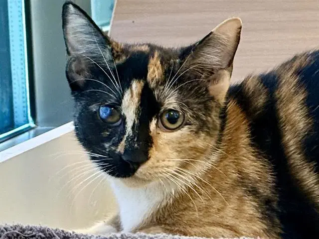 Corine - Domestic Short Hair