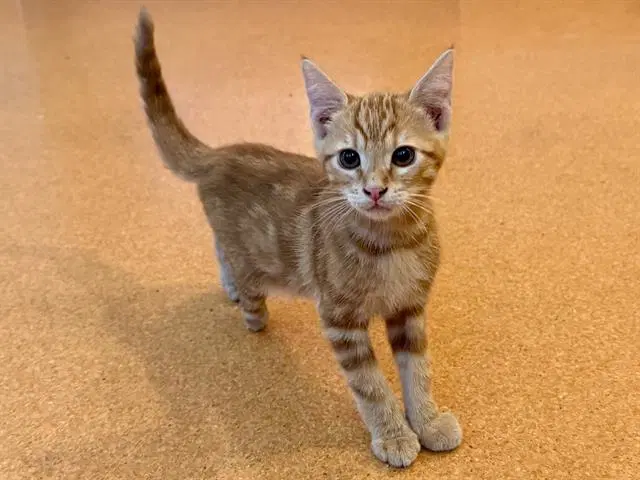 Copper - Domestic Short Hair