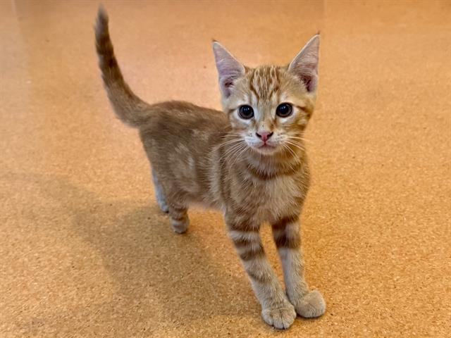 Copper