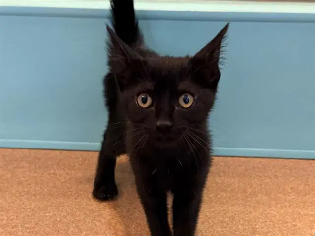 Lollipop - Domestic Short Hair