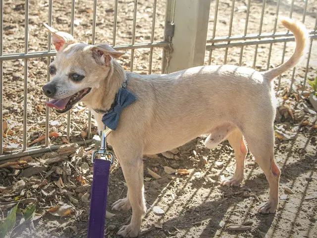 Paquito - Chihuahua