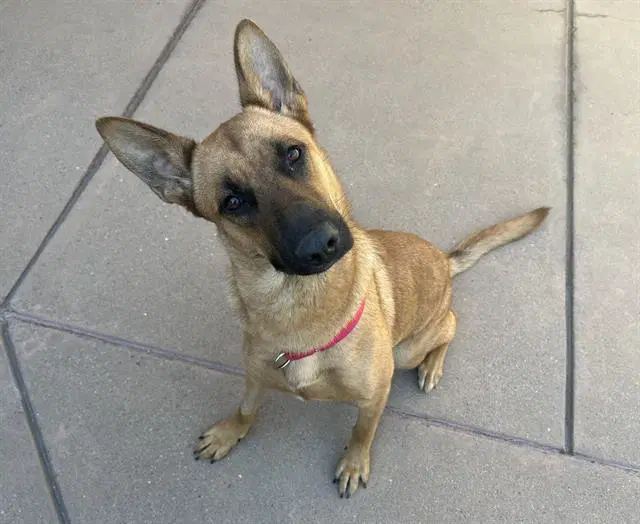 Leverne - German Shepherd Dog