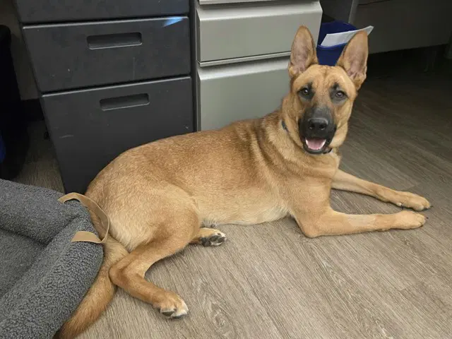 Leverne - German Shepherd Dog
