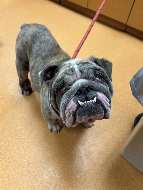 Edwina - Bulldog