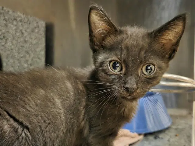 California - Domestic Short Hair