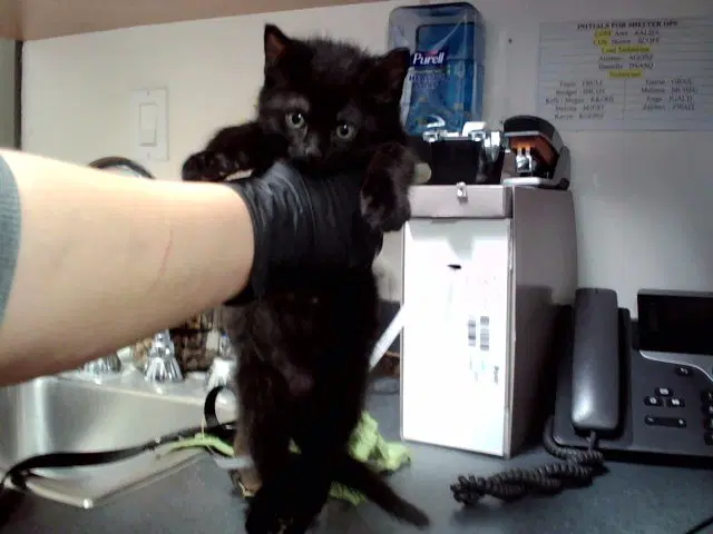Misfit - Domestic Short Hair