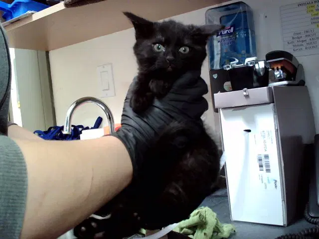 Onyx - Domestic Short Hair