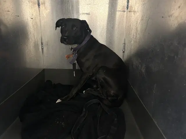 Maxine - Pit Bull Terrier