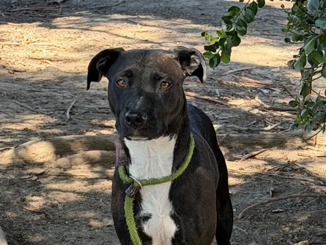 Maxine - Pit Bull Terrier