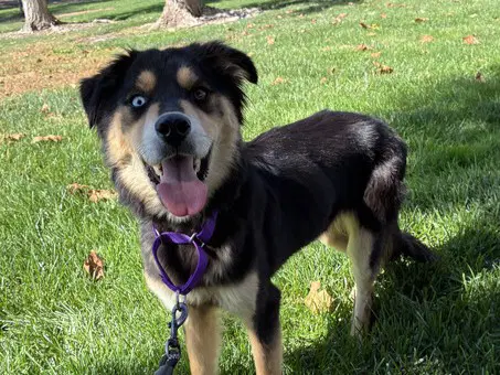 Carmel - Siberian Husky