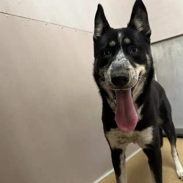 Ashley - Australian Cattle Dog/Blue Heeler