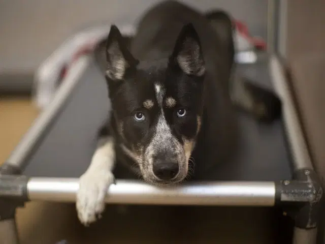 Ashley - Australian Cattle Dog/Blue Heeler