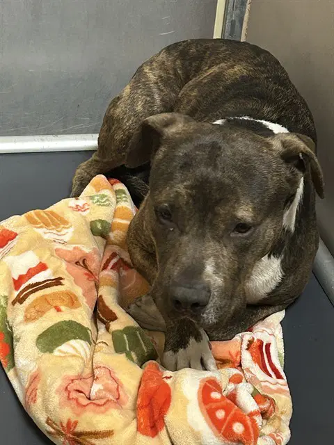 Bobby - Pit Bull Terrier