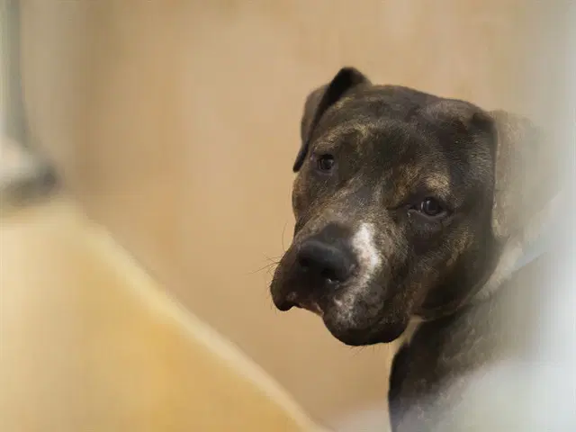 Bobby - Pit Bull Terrier