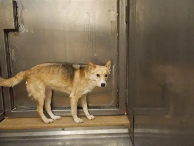 Marsha - German Shepherd Dog