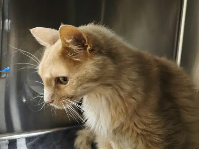 Waffle - Domestic Medium Hair