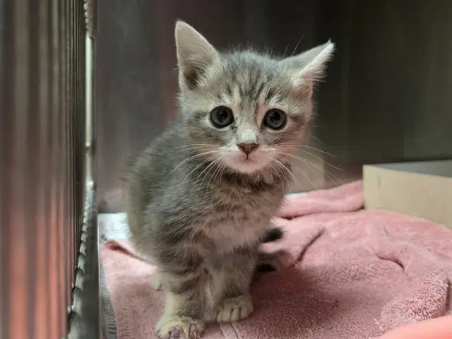 Sybil - Domestic Short Hair