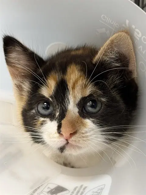 Tortilla - Domestic Short Hair