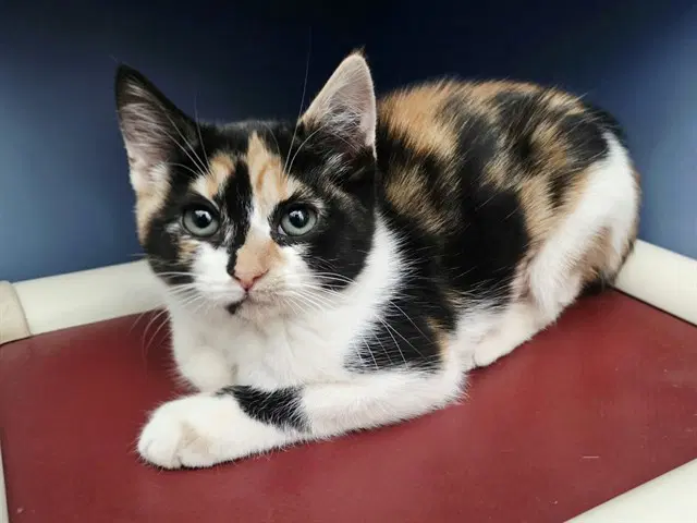 Tortilla - Domestic Short Hair