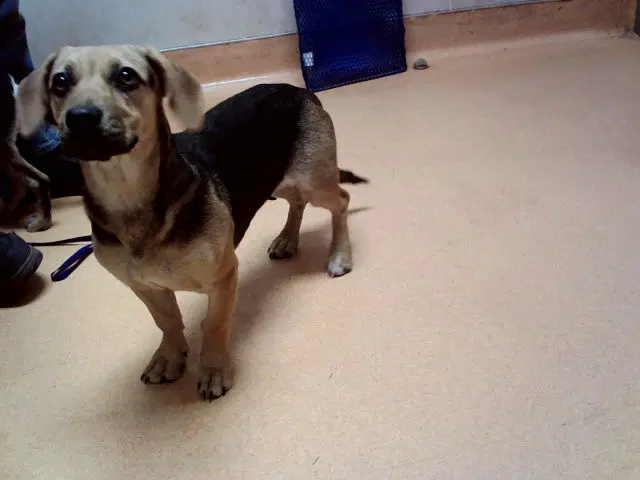Unknown - Beagle