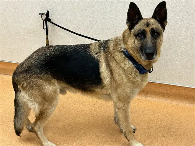 Riley - German Shepherd Dog